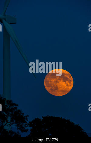 Cumbria, Regno Unito. Il 27 settembre, 2015. Supermoon sorge oltre il Cumbria. La piena supermoon sorge sopra le turbine eoliche del Watchtree riserva naturale vicino a Carlisle in anticipo del sangue luna Lunar Eclipse nelle prime ore di lunedì mattina : 27 settembre 2015 STUART WALKER Credito: STUART WALKER/Alamy Live News Foto Stock