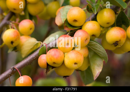 Malus 'Butterball'. Crab Apple frutti in autunno. Foto Stock