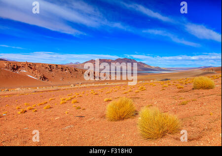 Giallo caratteristico boccole erbosa che caratterizzano il paesaggio andino. Salar de Tara in background Foto Stock