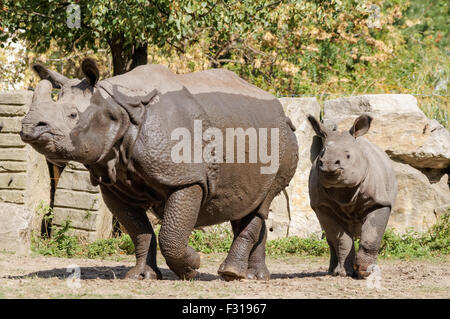 Il rinoceronte indiano (Rhinoceros unicornis) presso lo Zoo di Varsavia, Polonia Foto Stock