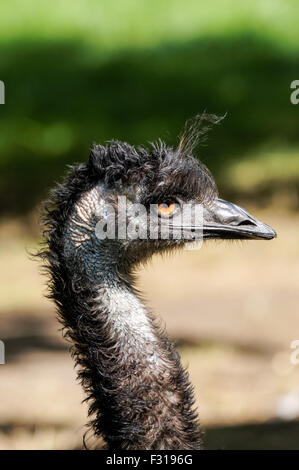 Primo piano dell'uem (Drommaius novaehollandiae) Foto Stock