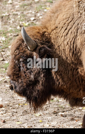 Il bisonte europeo (Bison bonasus) presso lo Zoo di Varsavia, Polonia Foto Stock