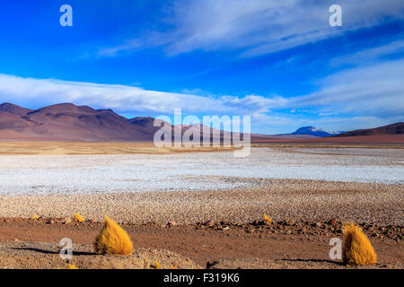 Salar de Tara con curioso erba formazioni (Los Flamencos National Reserve, Atacama, Cile) Foto Stock