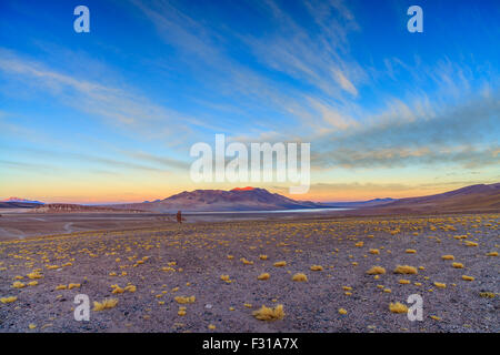 Salar de Tara al tramonto (riserva nazionale di Los Flamencos, Atacama, Cile) Foto Stock