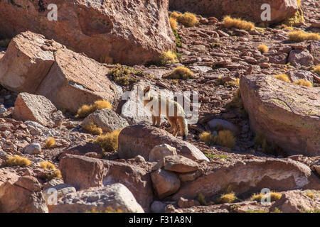 Culpeo (volpe andina - Lycalopex culpaeus) Foto Stock