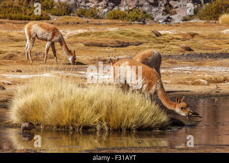 Vicunas pascolare negli altopiani del Cile Foto Stock