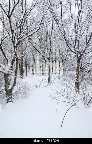 Bella giornata invernale nella foresta dopo una nevicata fresca Foto Stock