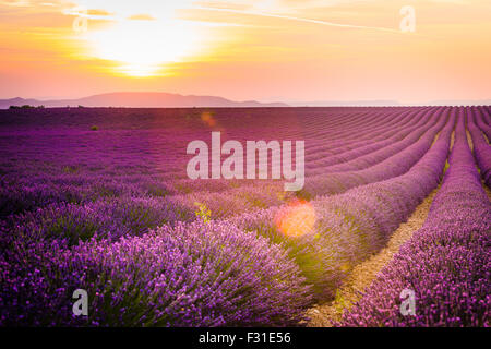 Provenza, altopiano di Valensole, campo di lavanda in fiore Foto Stock