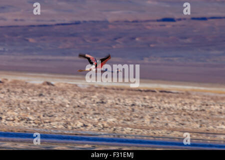 Flamingo volando sopra la laguna Chaxa (Phoenicopterus) Foto Stock