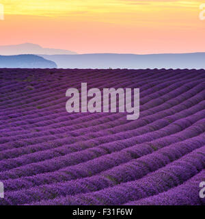 Provenza, altopiano di Valensole, campo di lavanda in fiore Foto Stock