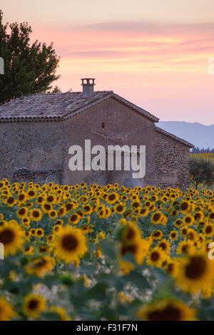 Provenza, altopiano di Valensole, campo di lavanda in fiore Foto Stock