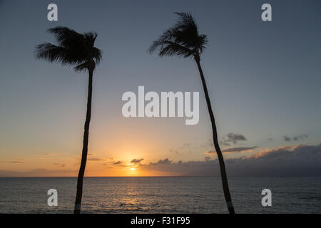 Il sole tramonta tra due palme oltre oceano. Foto Stock