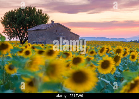 Provenza, altopiano di Valensole, campo di lavanda in fiore Foto Stock