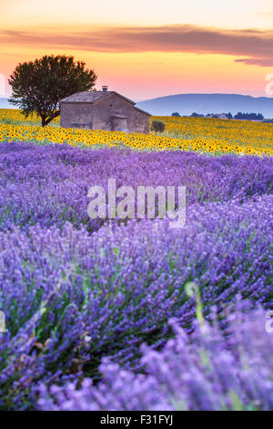 Provenza, altopiano di Valensole, campo di lavanda in fiore Foto Stock