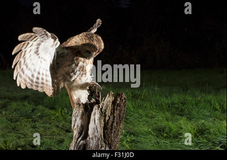 Wild Allocco (Strix aluco) lo sbarco sul palo di legno di notte nel Warwickshire woodland Foto Stock