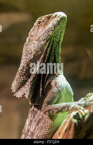 Clamidosaurio (Chlamydosaurus kingii) Foto Stock