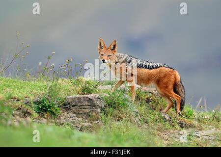 Nero-backed Jackal (Canis mesomelas) in habitat naturale, Sud Africa Foto Stock