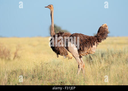 Femmina (struzzo Struthio camelus) nella prateria, Mokala National Park, Sud Africa Foto Stock