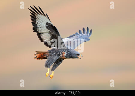 Jackal poiana (Buteo rufofuscus) in volo con ali teso, Sud Africa Foto Stock