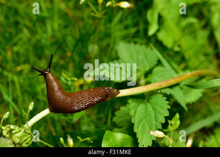 Spagnolo (slug Arion vulgaris) invasione nel giardino. Slug invasiva. Problema del giardino. L'Europa. Foto Stock