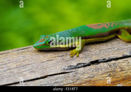 Giorno rivestito gecko (Phelsuma lineata), Andasibe Parco nazionale del Madagascar Foto Stock