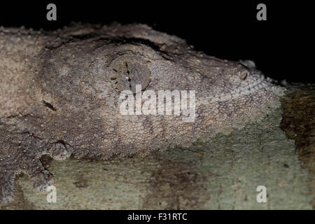 Henkel la foglia-tailed gecko (Uroplatus henkeli), Ankarana, il Parco nazionale del Madagascar Foto Stock