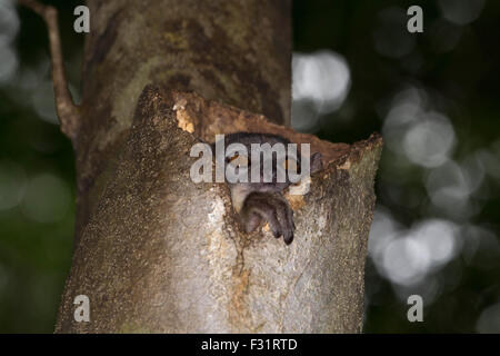 Ankarana lemure sportive (Lepilemur ankaranensis), Ankarana, il Parco nazionale del Madagascar Foto Stock