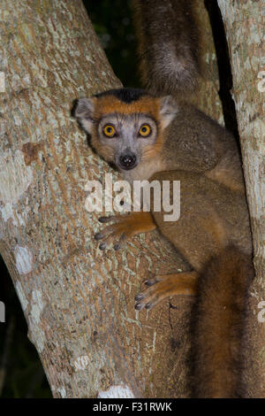 Lemure coronato (il Eulemur coronatus), femmina su un albero, a nord-est del Madagascar, Madagascar Foto Stock