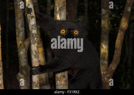 Lemure nero (il Eulemur macaco), maschio su un albero, a nord-est del Madagascar, Madagascar Foto Stock