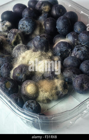 La muffa grigia (Botrytis cinerea) su mirtilli (Vaccinium) Foto Stock