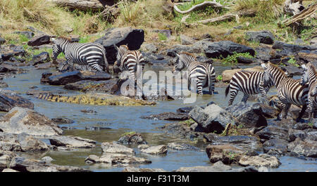 Crocodile (Crocodylus niloticus), in agguato in acqua vicino zebre (Equus quagga), al fiume di Mara Foto Stock