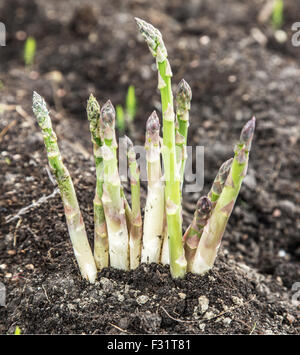 I turioni degli asparagi nel suolo. Processo di crescita. Foto Stock