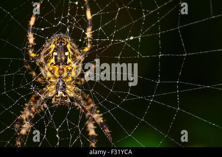 Leeds, Regno Unito. 28 Sep, 2015. molto misty iniziano a lunedì mattina in Leeds ha portato a gocce d'acqua formando su ragnatele creazione di quasi un gioiello come aspetto, questo giardino spider è rimasto nel suo web mentre altri ragni aveva lasciato la loro. prese il 28 settembre 2015 a Leeds, West Yorkshire. Credito: Andrew gardner/alamy live news Foto Stock