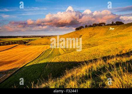 Il Cavallo Bianco a Cherhill nel Wiltshire. Foto Stock