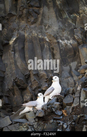 Northern Fulmar (Fulmarus glacialis) coppia sulla scogliera battuta. A sud dell'Islanda. Foto Stock