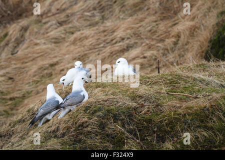 Gruppo di Fulmar settentrionale (Fulmarus glacialis) interagenti. A sud dell'Islanda. Foto Stock