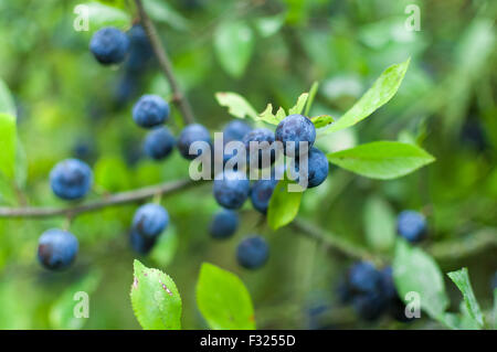 Prunus spinosa. Noto anche come prugnolo o pruno selvatico. Foto Stock