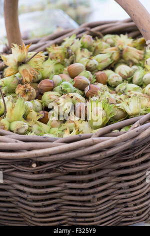 Cesto pieno di nocciole foraged / Cobnuts Foto Stock
