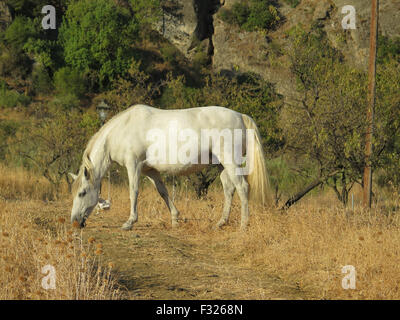 Il pascolo cavallo bianco nella campagna di Alora impastoiati da corda sulla gamba anteriore Foto Stock