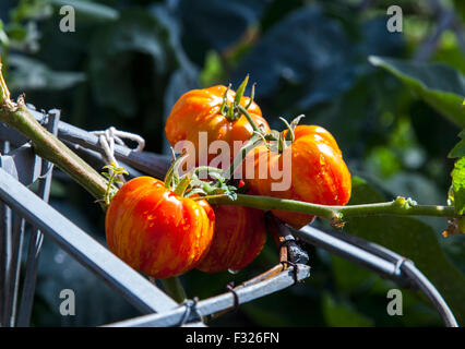 Freschi pomodori rossi ancora sulla pianta Foto Stock