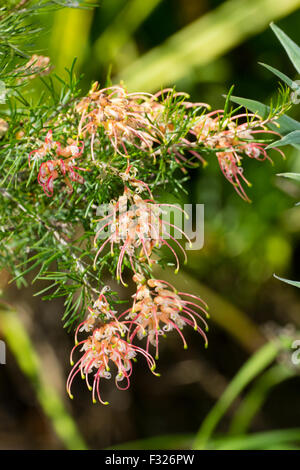 Spidery autunno fiori del semi-hardy Grevillea rosmarinifolia 'Deserto fiamma' Foto Stock