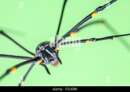 La testa con le sue zanne di una seta dorata orb-weaver spider Foto Stock