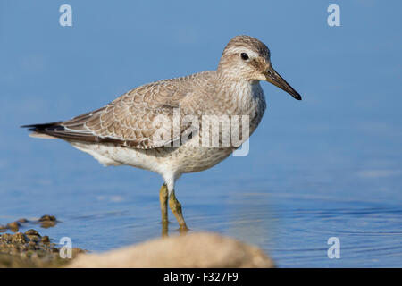 Nodo rosso, i capretti in piedi in acqua, Campania, Italia (Calidris canutus) Foto Stock