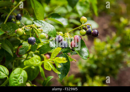 Immagine di mirtillo bush con mature e frutti immaturi. Foto Stock