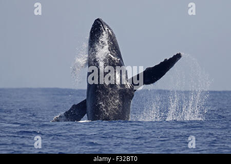 Humpback Whale (Megaptera novaeangliae) adulto, la perforazione in corrispondenza della superficie del mare, off Chichijima, Isole Ogasawara, Giappone, può Foto Stock