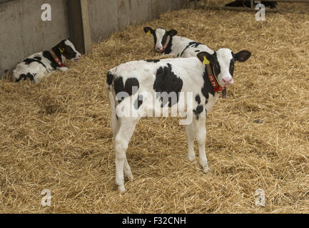 Bovini domestici, Holstein il frisone, i vitelli da latte, con i collari e i tag all'orecchio, su lettiere di paglia in penna, Dumfries Dumfries and Galloway, Scozia, può Foto Stock