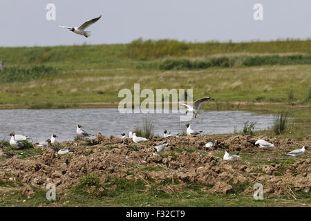 Testa nera Gull colonia nidificazione in Deepdale Marsh, Nort Norfolk Foto Stock