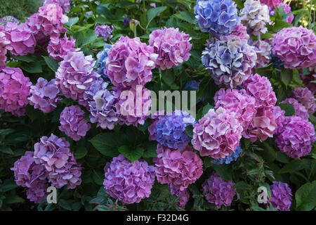 Hydrangea macrophylla (hortensia) cresce in Massachusetts. Foto Stock