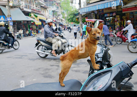 Cane su uno scooter. Ciclomotori e motocicli sono ovunque in Hanoi, Vietnam. Foto Stock