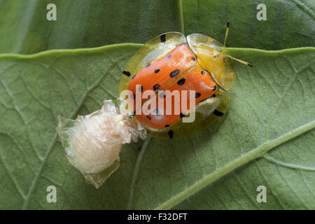 Arancione Scarabeo tartaruga (Aspidimorpha westwoodii) adulto, la deposizione delle uova in ootheca sulla foglia, Trivandrum, Thiruvananthapuram distretto, Kerala, India, Aprile Foto Stock